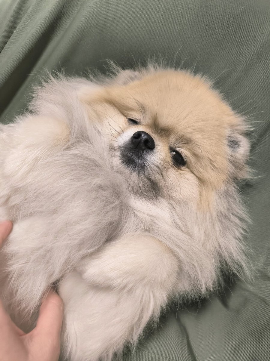ポメラニアン ボス (@pome_boss0519) / Posts / X