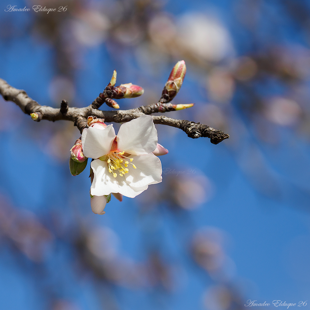 Amadeo Elduque tweet media