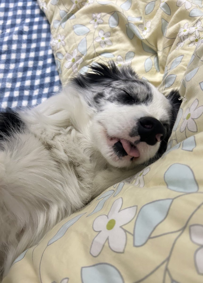 silliestyaoi's tweet photo. @mimicswife FIVLIE PUPPIES https://t.co/yeYLcFjVCN