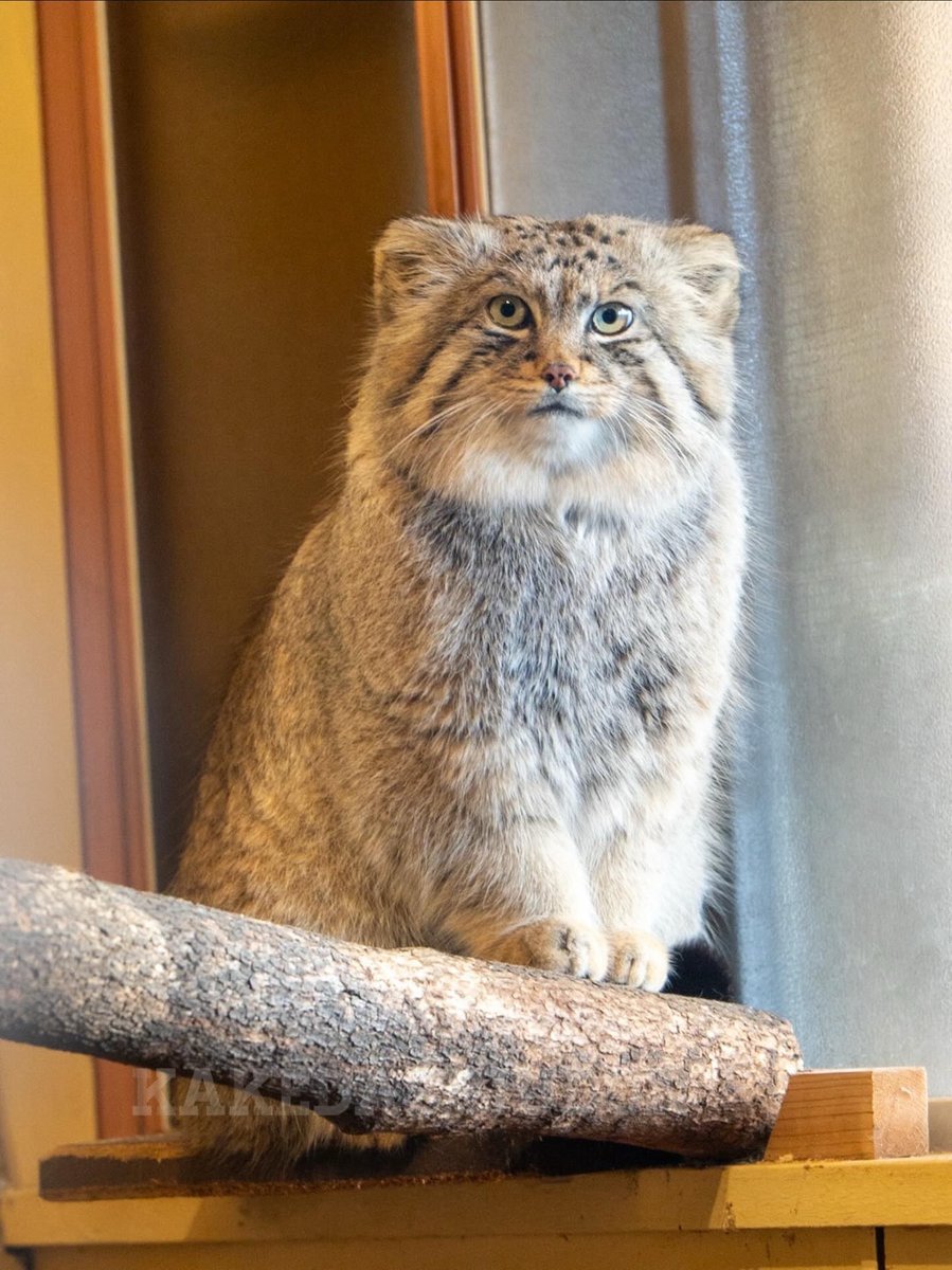 マヌルネコ 変 顔