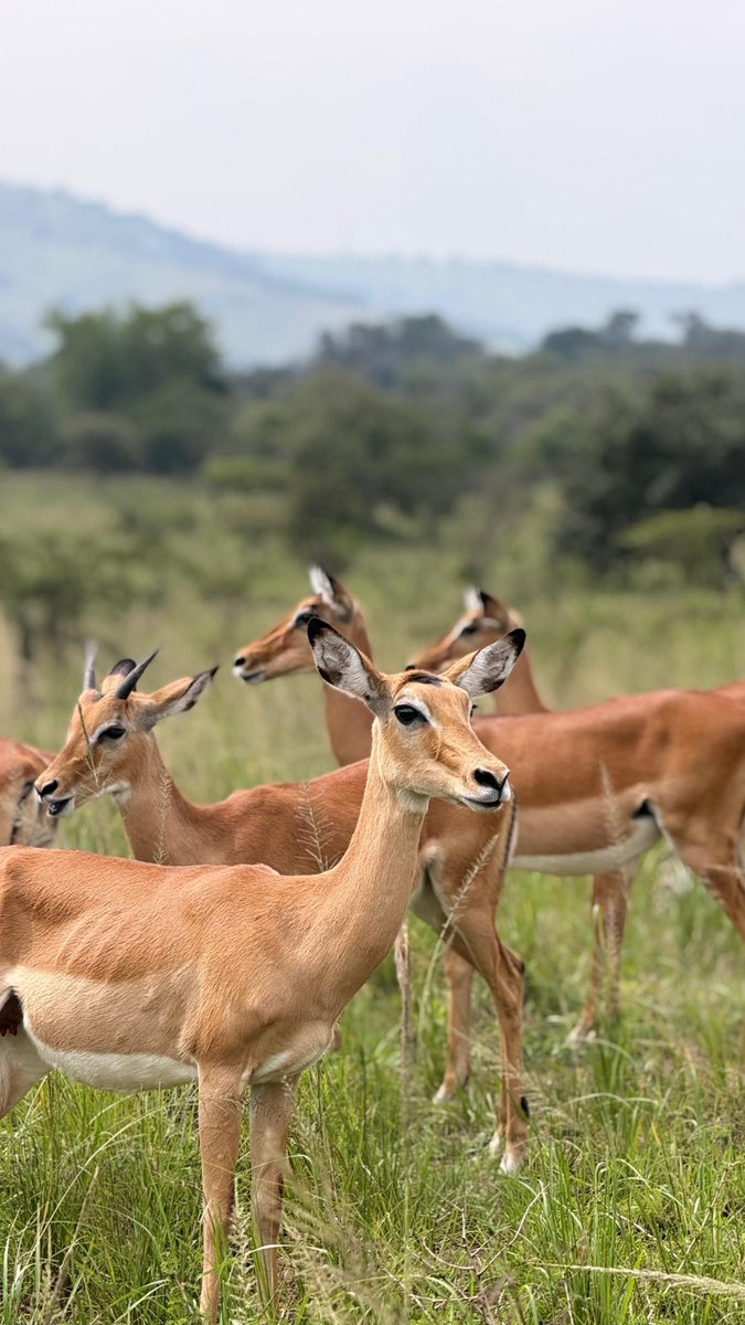 Godiscover_'s tweet photo. It hits different when the wild is not on your screen but right in front of you.

Join us on our next trip!! 

Book via:  https://t.co/WoNjtCfrtU

#visitrwanda🇷🇼 #africansafari #travelingram https://t.co/SWzrLlKcsr