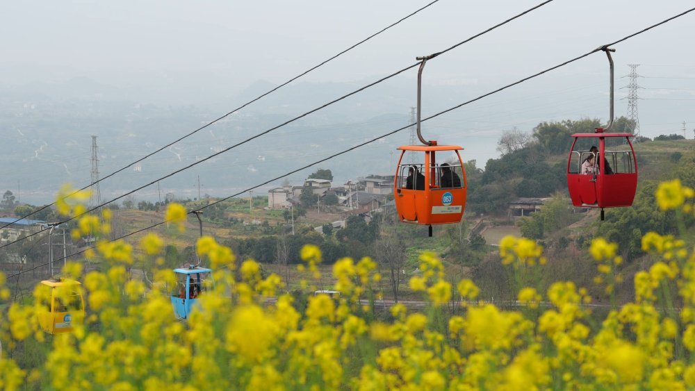 ChongqingFuling's tweet image. Spring, seen from above. 🌿🚡
🌸At Meixin Red Wine Town in Fuling, visitors ride the cable car above fields of blooming rapeseed flowers, with the Yangtze River stretching beyond.
#Fuling #Chongqing #China