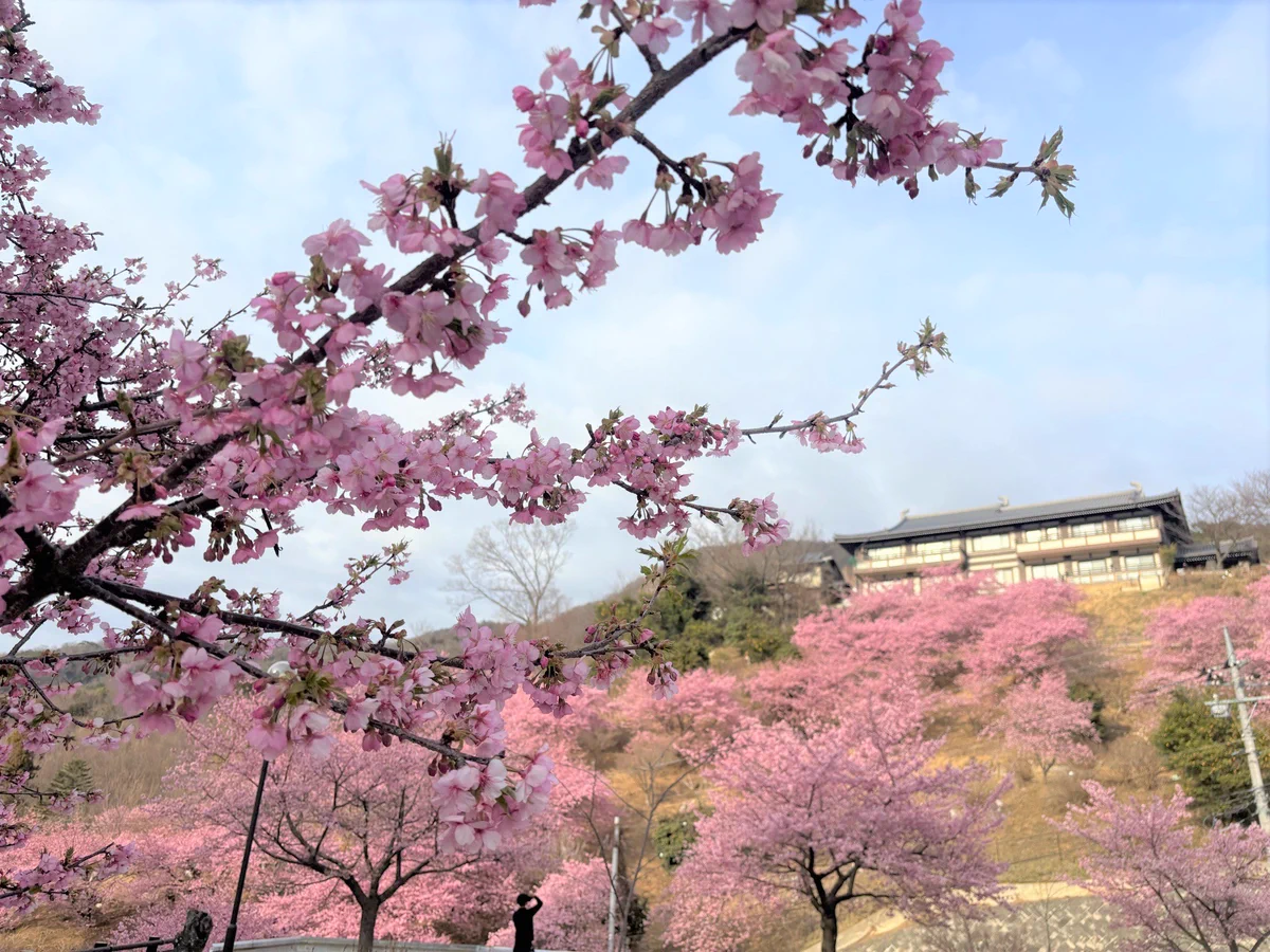 桜川市観光協会 on X: 