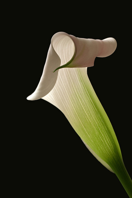 Bon dia! <a href="/ulls_lluents/">Ulls lluents</a>