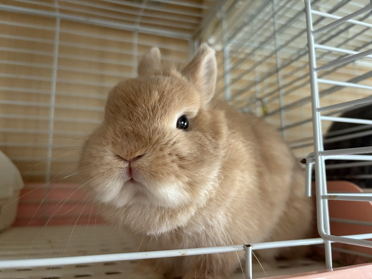 顔は幼少期のまま可愛いうさぎ