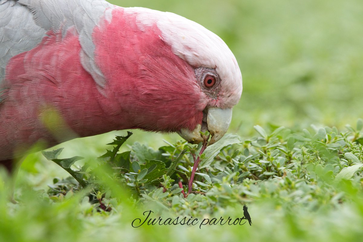 Photos from this afternoon’s visit to the park ☺️

I saw around 20–30 galahs today, all very busy eating. They must have known that rain was approaching, and they were right. Just before I left the park, it started to rain😊