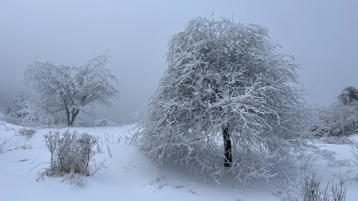 THICC520's tweet photo. Follow the lens, let's step into the snow-covered Wangmangling! Our close-up shots freeze the romance of rime-draped branches and snow-laden pines, bringing the ink-wash winter scenery of the South Taihang peak right in front of you. #Jincheng https://t.co/o98KcyqZZu