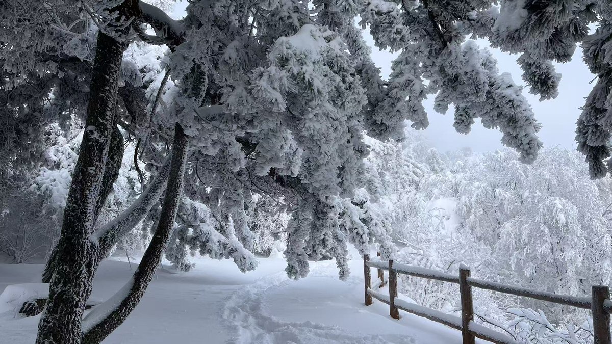 THICC520's tweet photo. Follow the lens, let's step into the snow-covered Wangmangling! Our close-up shots freeze the romance of rime-draped branches and snow-laden pines, bringing the ink-wash winter scenery of the South Taihang peak right in front of you. #Jincheng https://t.co/o98KcyqZZu