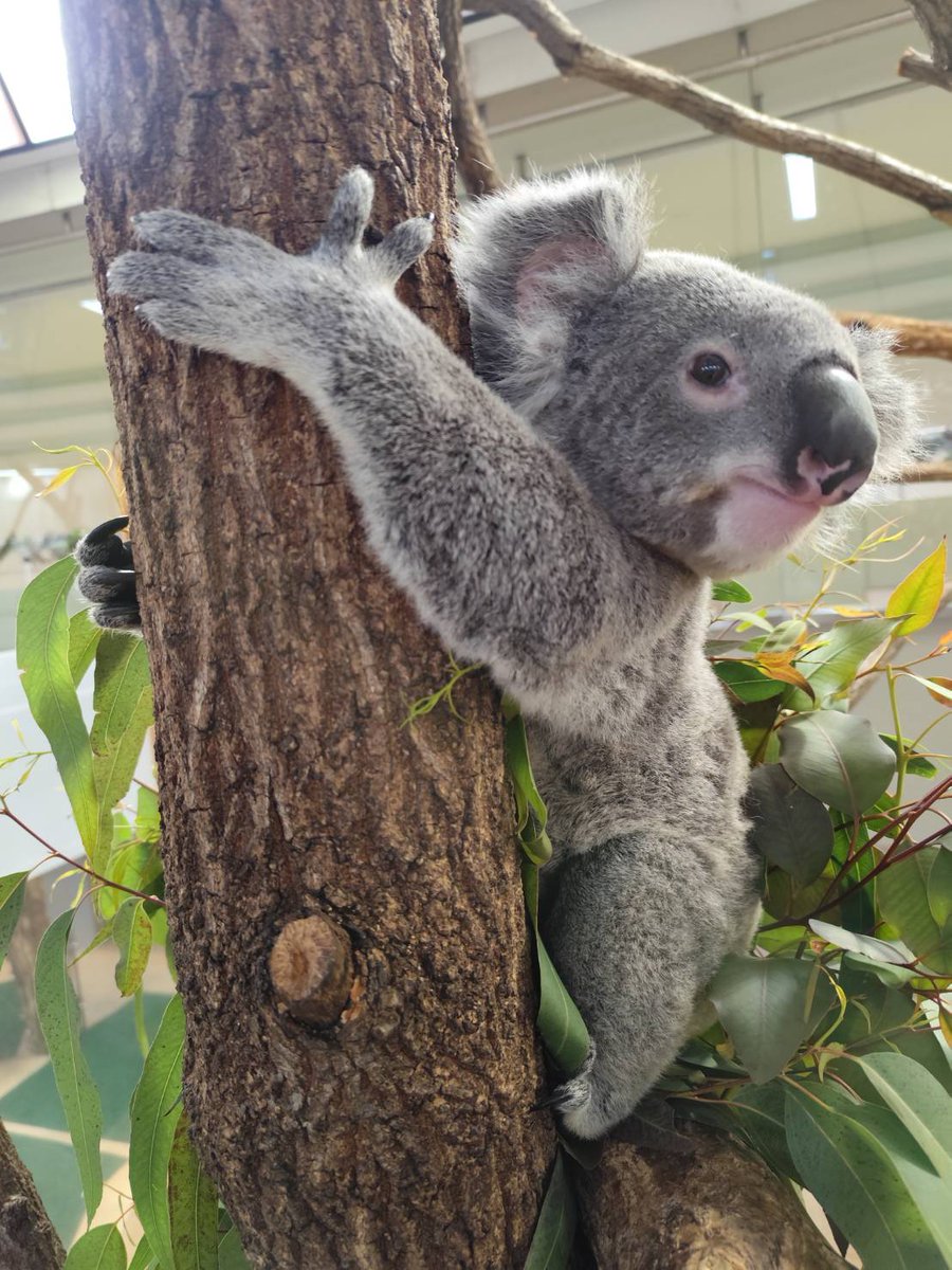 コアラちゃん　鏡台 コアラのあずまちゃん | 協力：多摩動物公園 |本 | 通販 | Amazon
