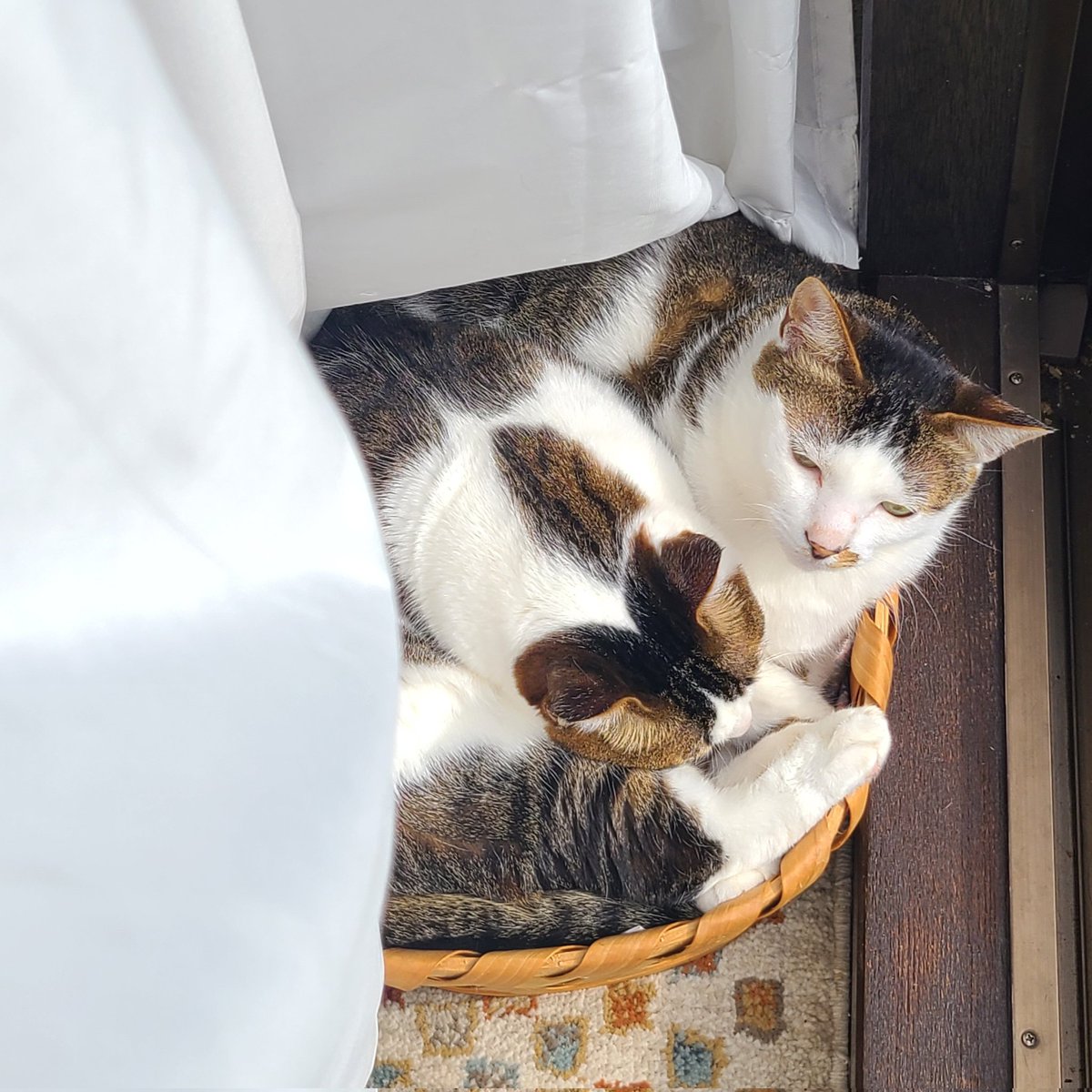 居ないな～と思ったら、カーテンの裏でまとまってました🐱🐱