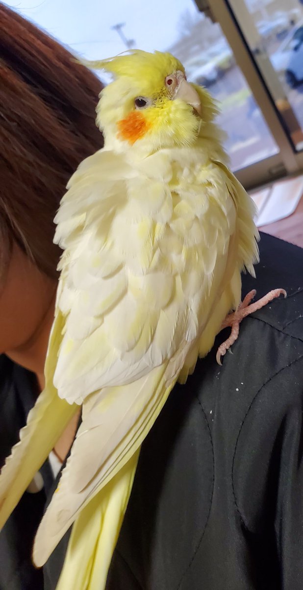 迷子のインコです
今、会社に迷いこんで来ました
人懐っこいので誰かの家族だと思います💦　探してる方いますよね💦　どうしましょう💦　#ヨリミチトソラ