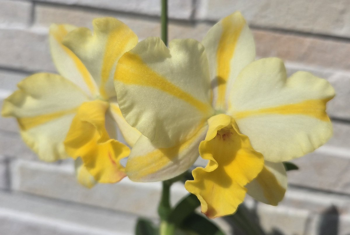 Rth. Candy House 'Happiness' BM/JGP #orchid #ご蘭なさい #洋ラン