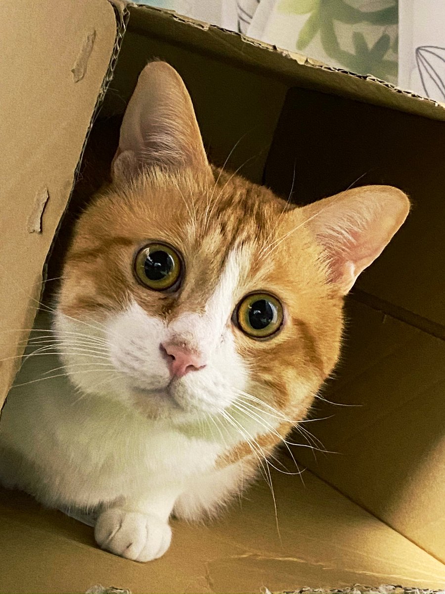 この子猫が10年後、、(̨̡ ¨̮ )̧̢(̨̡ ¨̮ )̧̢↬❥