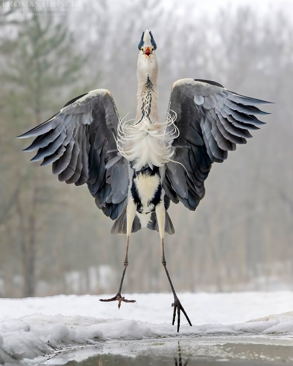 Wow, that is so amazing!!!! Beautiful shot and bird. 👏🏻🔥 

📸  Thomas Hinsche