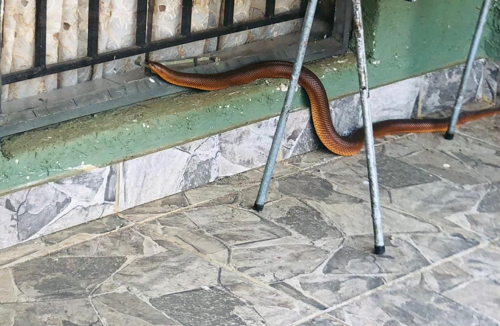 Ndaba_Luh's tweet photo. My Nephew woke up to this visitor at home🙆🏻‍♀️🤦🏻‍♀️😳😱 what snake is this? https://t.co/XQD8CjCR1c