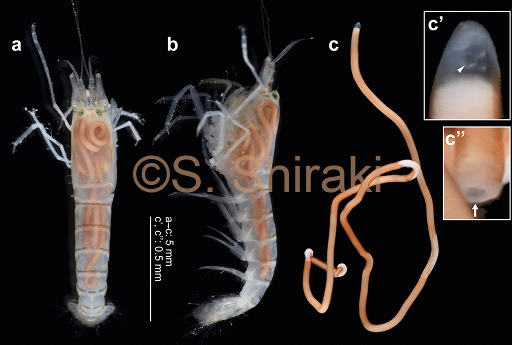 Tanaidologist's tweet photo. Kakui+Shiraki ab new marine horsehair worm published

オヨギハリガネムシの新種 Nectonema shimadai を記載した論文が出版されました．和名は浅い緋色の体色にちなみ，アサヒオヨギハリガネムシとしました

Link：https://t.co/WGzBS7ODg8
閲覧用PDF：https://t.co/6PZQ0UuyFl https://t.co/rOnUdKIEcE
