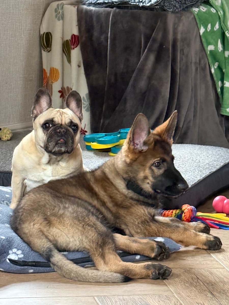 DC_Police Dogs ( Puppy Development Program) tweet media