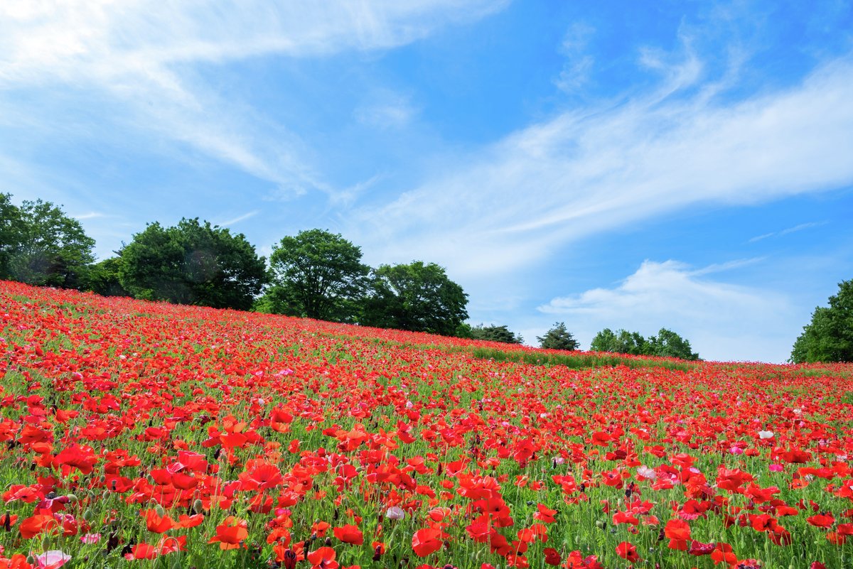 enjoy_tokyo's tweet photo. 「フラワーフェスティバル2026」が立川にある国営昭和記念公園で3/20(金・祝)より開催。ナノハナを皮切りにサクラ、チューリップ、ネモフィラ、シャーレーポピーなどが次々と見頃を迎えます🤗🌷
https://t.co/kUIGjjBPZF https://t.co/H3iNfMupVS