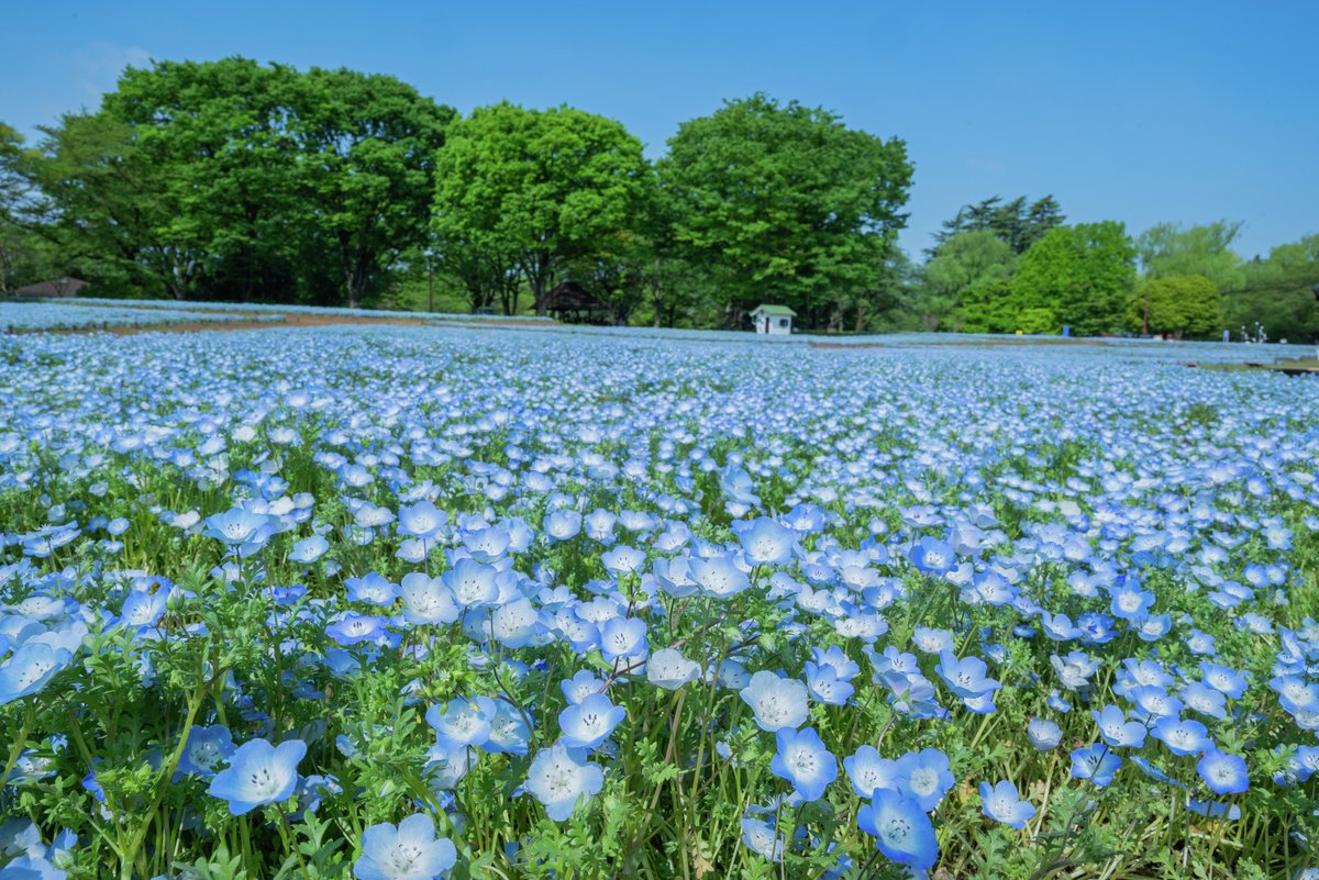 enjoy_tokyo's tweet photo. 「フラワーフェスティバル2026」が立川にある国営昭和記念公園で3/20(金・祝)より開催。ナノハナを皮切りにサクラ、チューリップ、ネモフィラ、シャーレーポピーなどが次々と見頃を迎えます🤗🌷
https://t.co/kUIGjjBPZF https://t.co/H3iNfMupVS