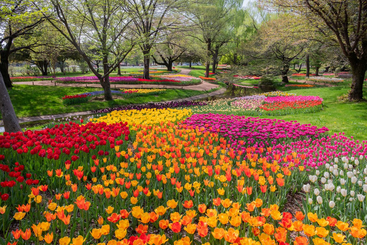 enjoy_tokyo's tweet photo. 「フラワーフェスティバル2026」が立川にある国営昭和記念公園で3/20(金・祝)より開催。ナノハナを皮切りにサクラ、チューリップ、ネモフィラ、シャーレーポピーなどが次々と見頃を迎えます🤗🌷
https://t.co/kUIGjjBPZF https://t.co/H3iNfMupVS