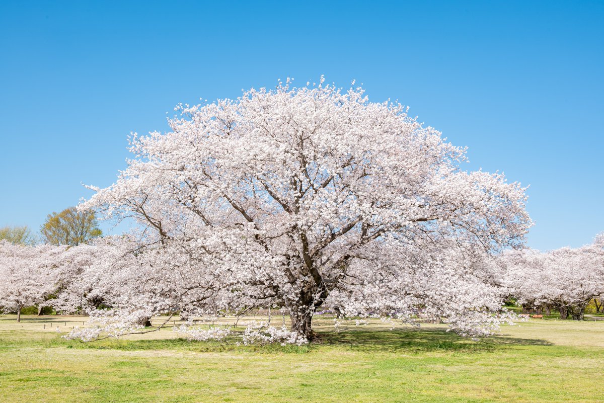 enjoy_tokyo's tweet photo. 「フラワーフェスティバル2026」が立川にある国営昭和記念公園で3/20(金・祝)より開催。ナノハナを皮切りにサクラ、チューリップ、ネモフィラ、シャーレーポピーなどが次々と見頃を迎えます🤗🌷
https://t.co/kUIGjjBPZF https://t.co/H3iNfMupVS