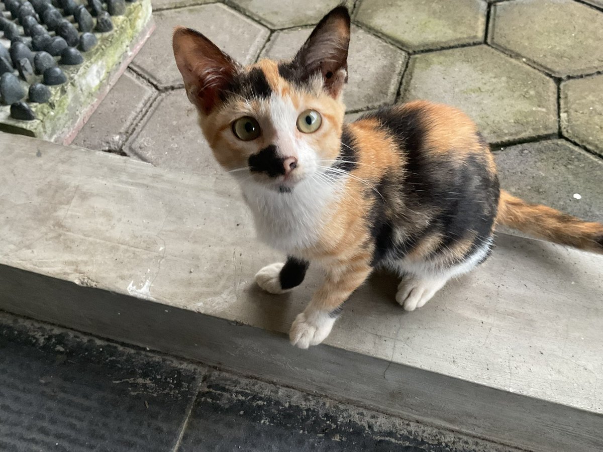 damechatnoir's tweet photo. OPEN ADOPT 🐱 (FREE) – JOGJA
usia sekitar 2–3+ bulan.
ada yg beda induk, boleh diadopsi satuan atau lebih.
Status:
– Belum vaksin
– Terbiasa di area luar rumah
Mohon adopter yang sabar dan penyayang
Kontak via DM
#openadopt #freeadopt #adopsikucing #openadoptkucing https://t.co/cdVYu1Zj9t