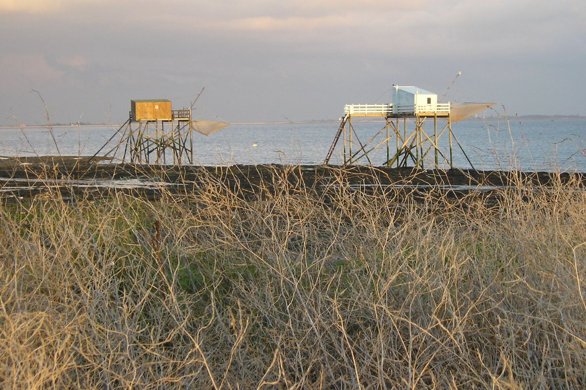 aquitaineonline's tweet image. La Nouvelle-Aquitaine mise beaucoup sur ce nouveau produit de luxe dont elle concentre 95% de la production française : la crevette impériale  
#luxe #gastronomie #mer 
aquitaineonline.com/actualites-en-…