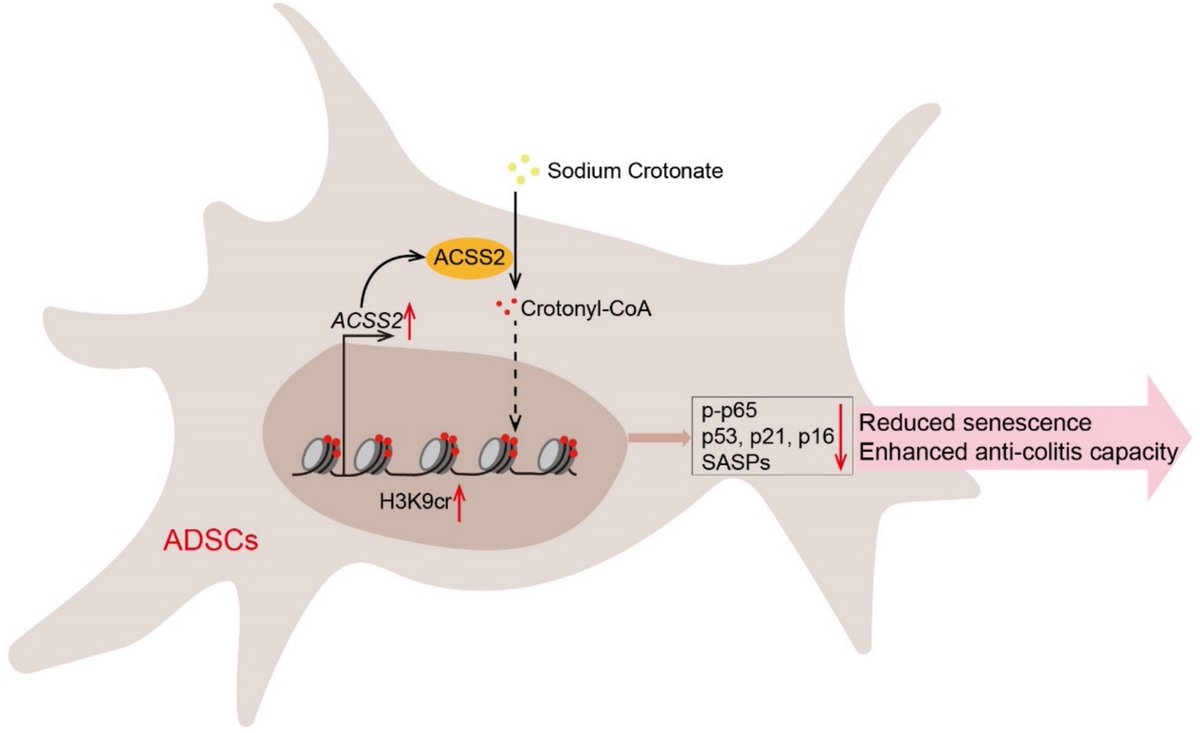 Cell Regen Research | Lysine crotonylation delays adipose-derived mesenchymal stem cell senescence &amp; boosts efficacy in IBD! NaCr restores Kcr, suppresses NF-κB, and enhances anti-inflammatory effects. #StemCells #InflammatoryBowelDisease
🔗Full paper at: doi.org/10.1186/s13619…