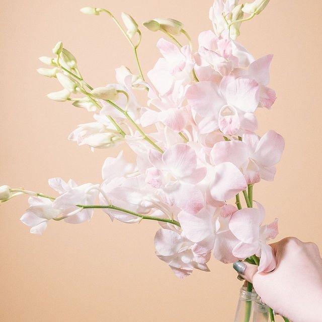 87woikeru's tweet photo. 久々にFLOWERで自分のためのお花を購入💐

デンファレ大好き。かわいくて日持ちして…さらに安い！🤣

お花屋さんアプリ「FLOWER」の感想を書いています↓
https://t.co/F5C0dS6AYk https://t.co/lCYK6GVxTr