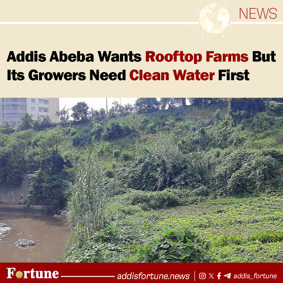 addis_fortune's tweet image. On the edge of Addis Abeba’s expanding suburbs, 29-year-old Abnet Melaku is reconsidering a business that, by the numbers, should be thriving. #Urban #Agriculture #Ethiopia

Read more - shorturl.at/6c88L