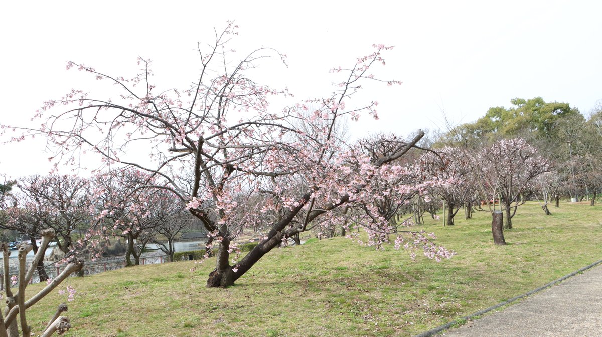 早咲きの桜として知られる「オオカンザクラ（大寒桜）」をご紹介