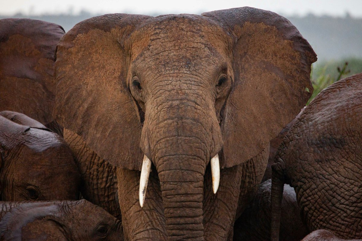 Loisaba Conservancy tweet media