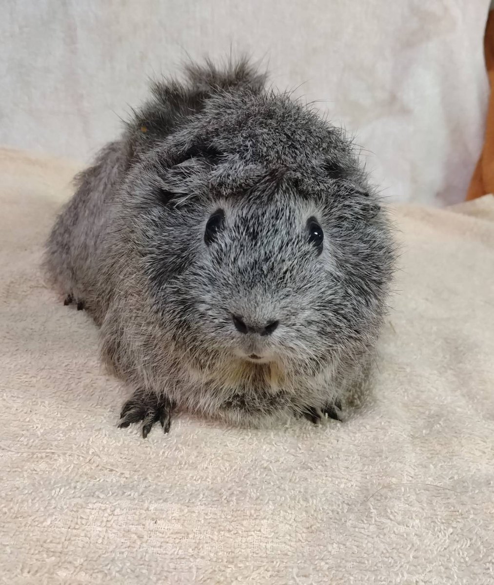 ヒノトントンZOO(羽村市動物公園) tweet media