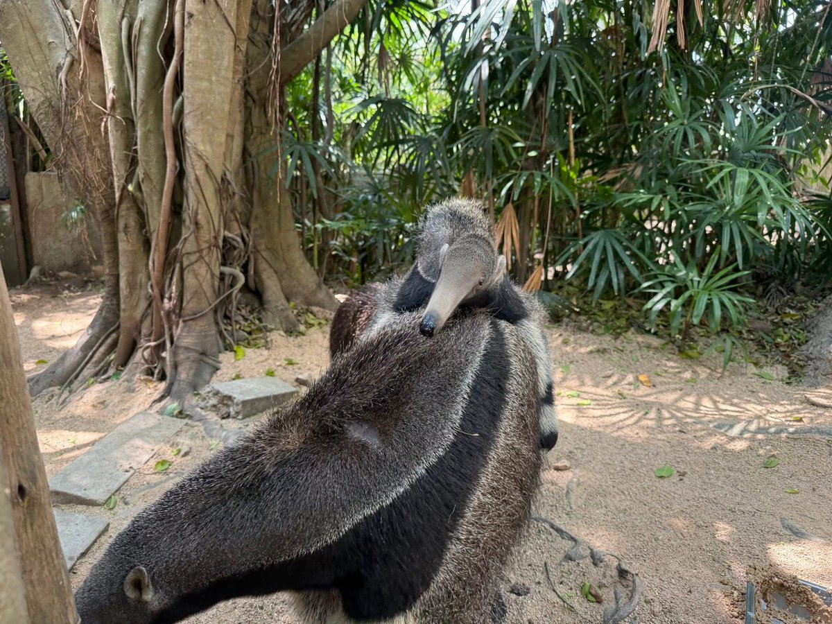 Khamoo.andthegang tweet media