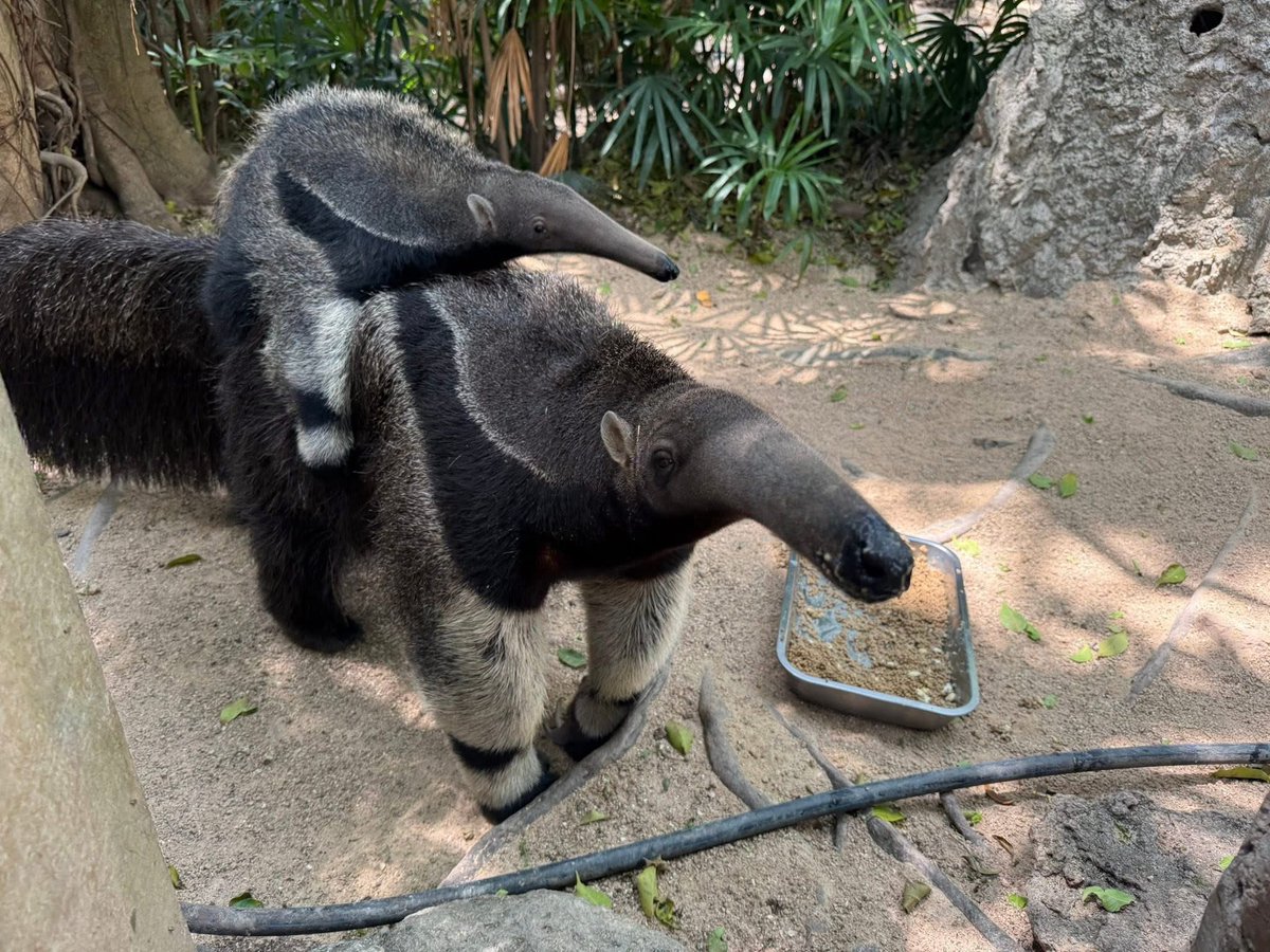 Khamoo.andthegang tweet media