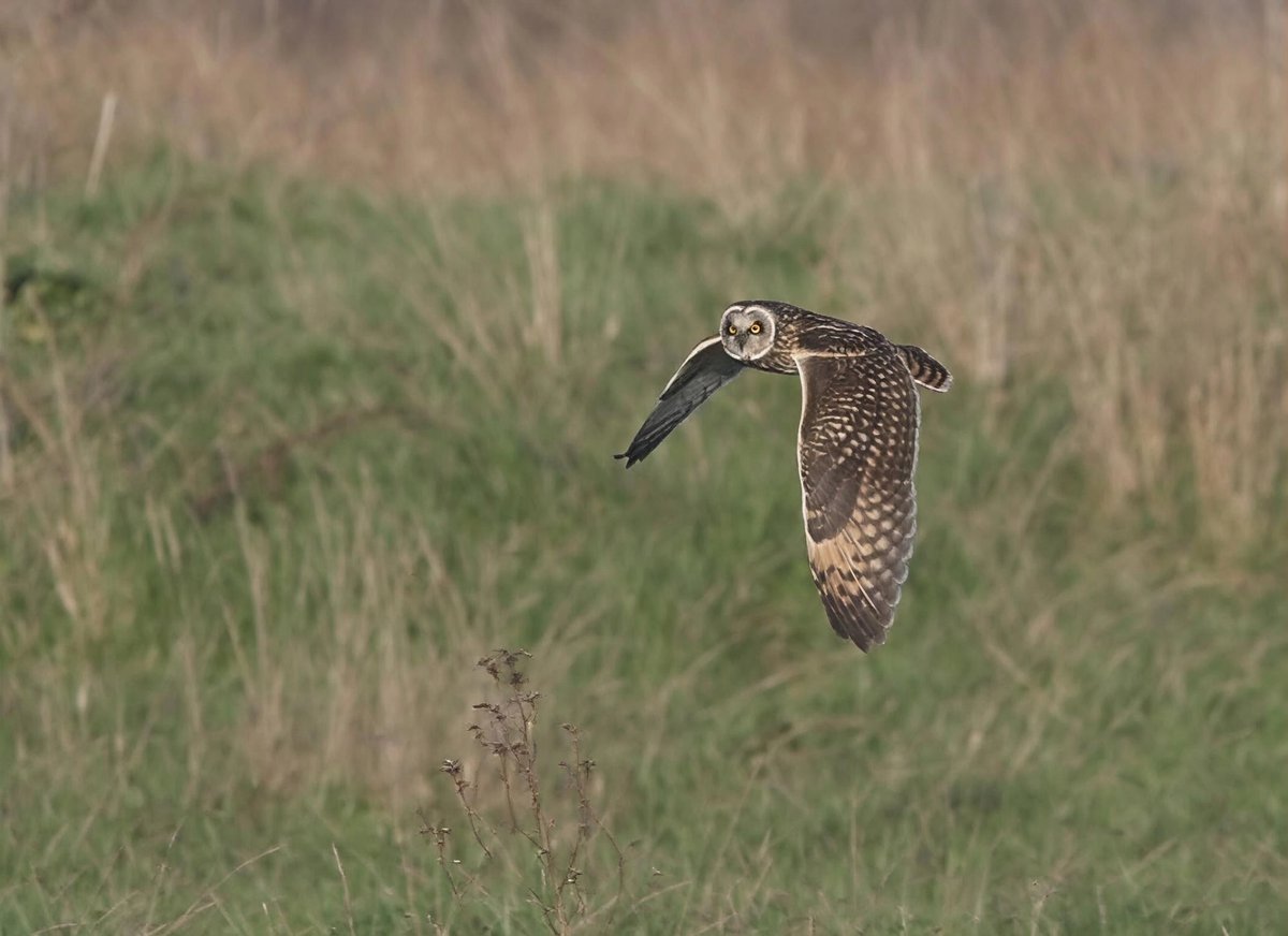 wildlife nick tweet media