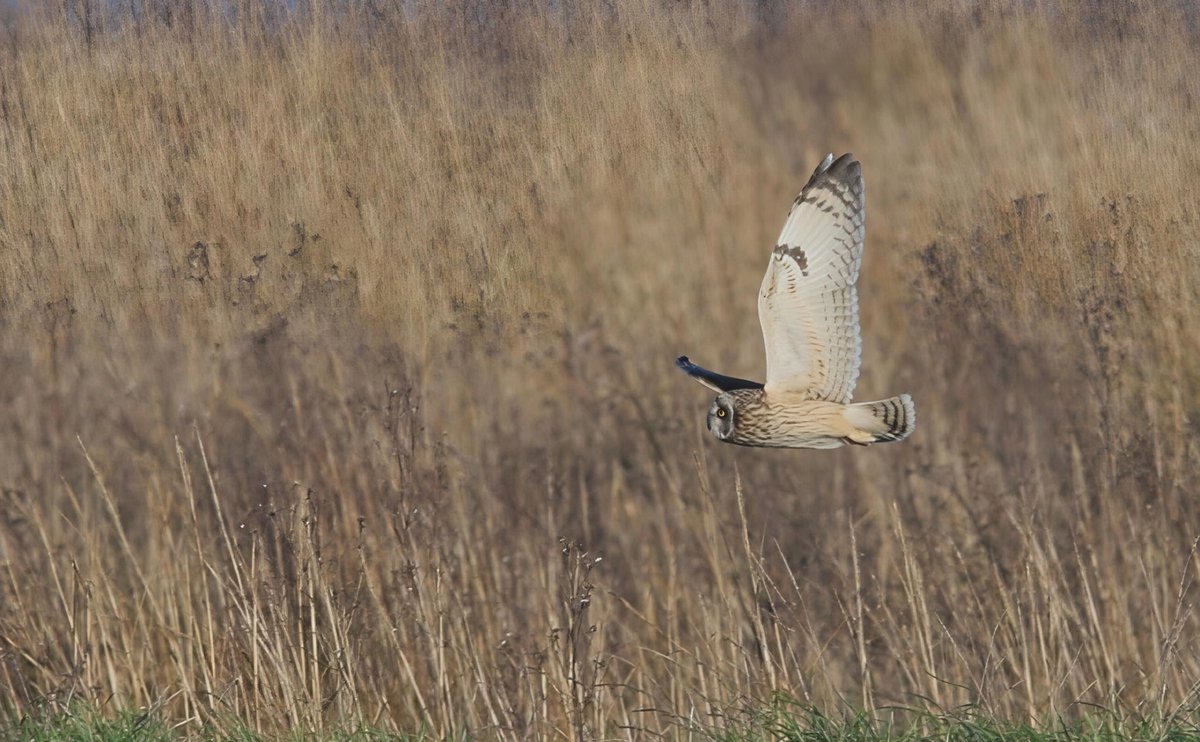 wildlife nick tweet media