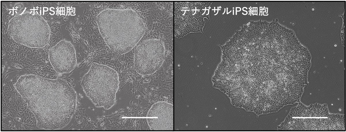 京都大学ヒト行動進化研究所 tweet media