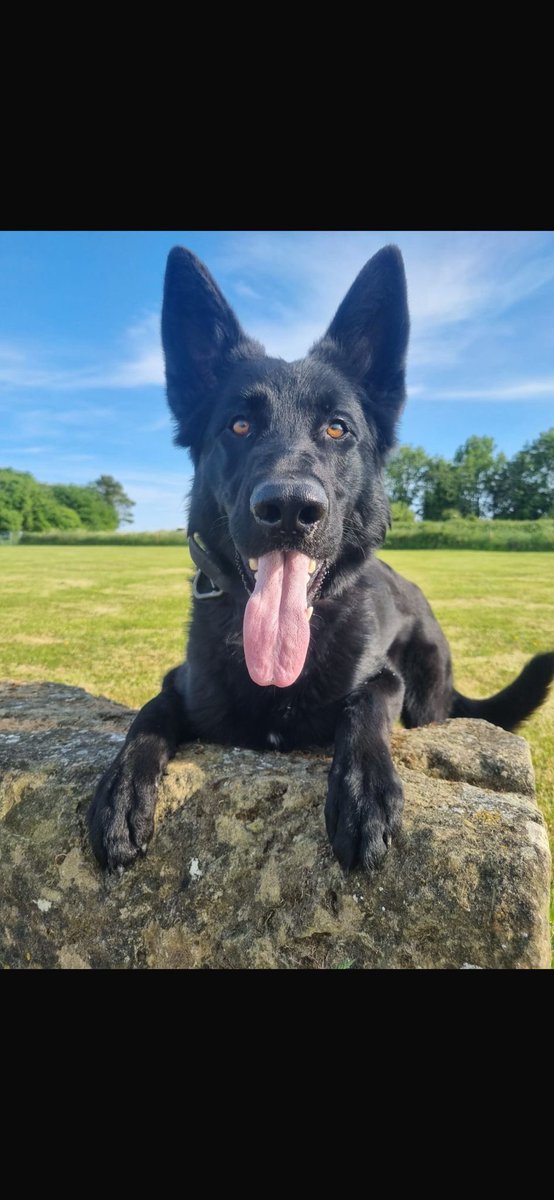 Devon Police Dogs tweet media