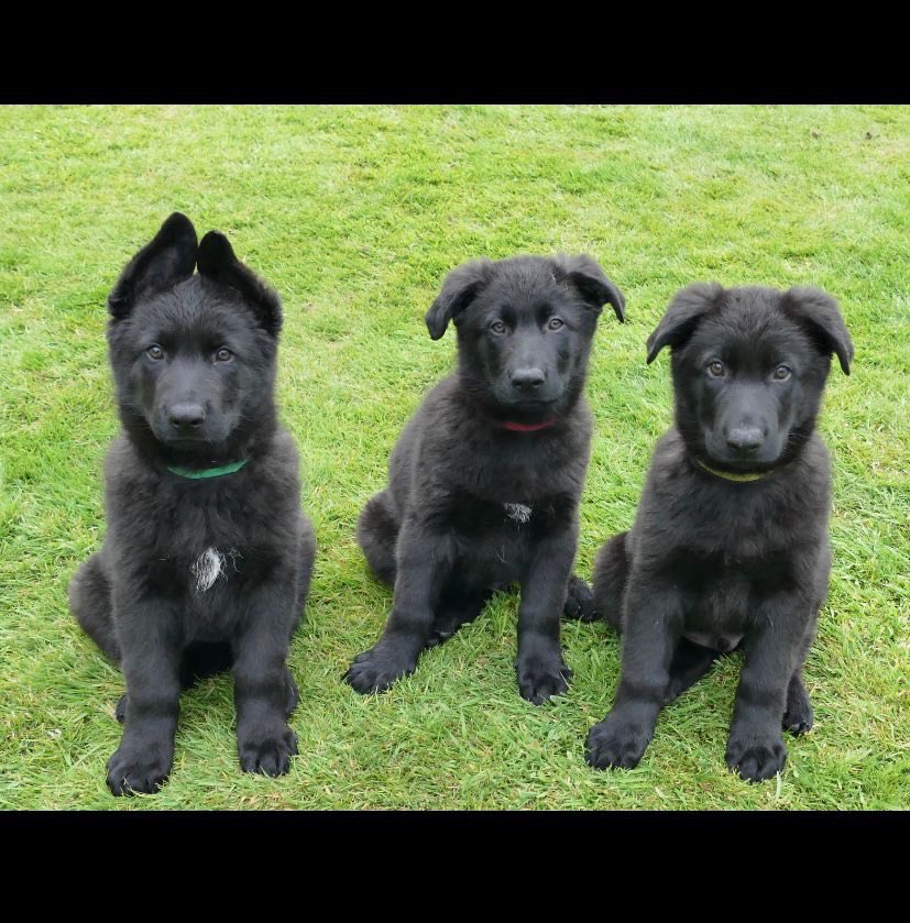 Devon Police Dogs tweet media