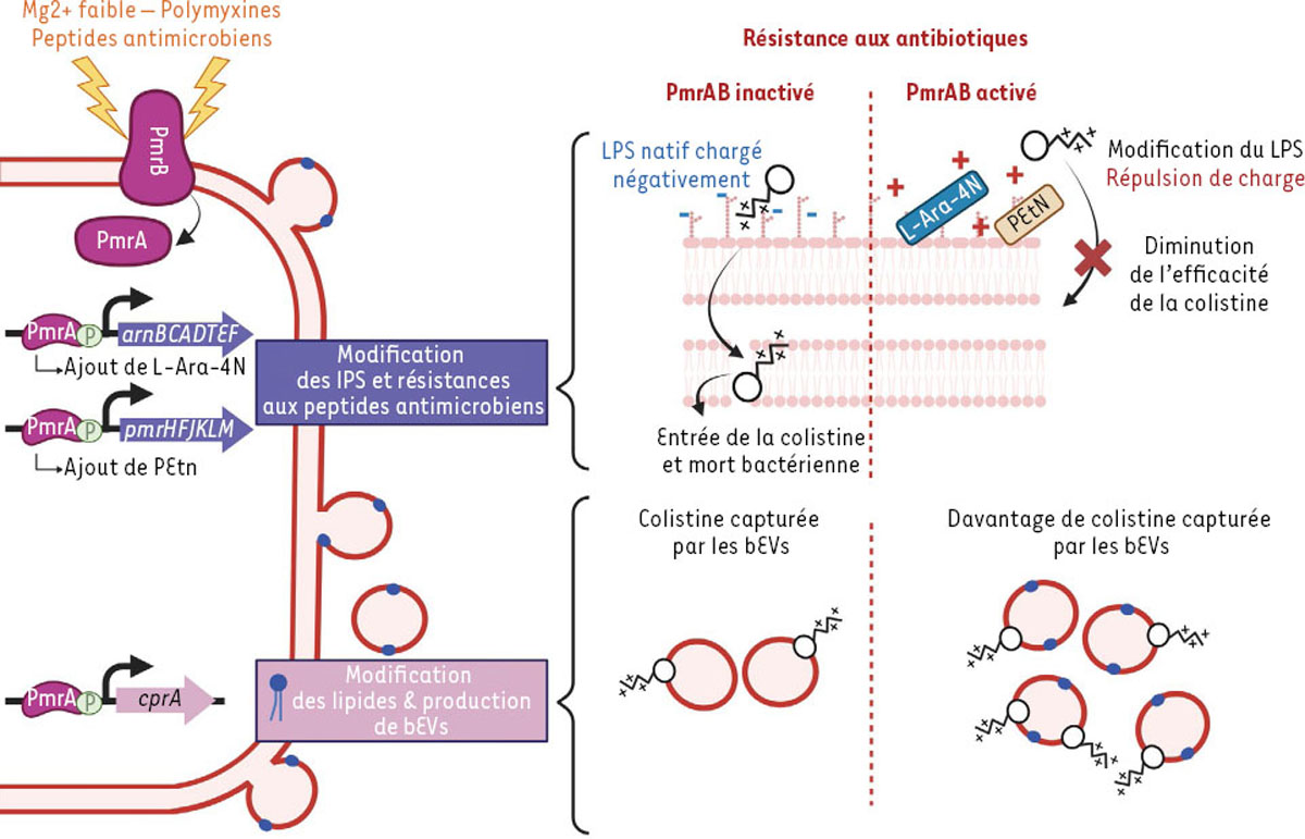 PROMISE - Professional community network on AMR tweet media