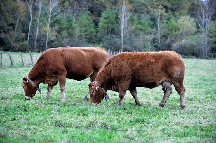 itsaslurraEJGV tweet media