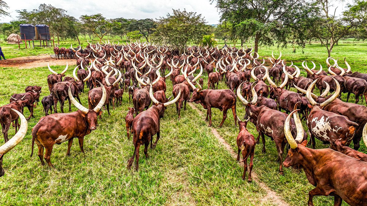 NRM Party tweet media