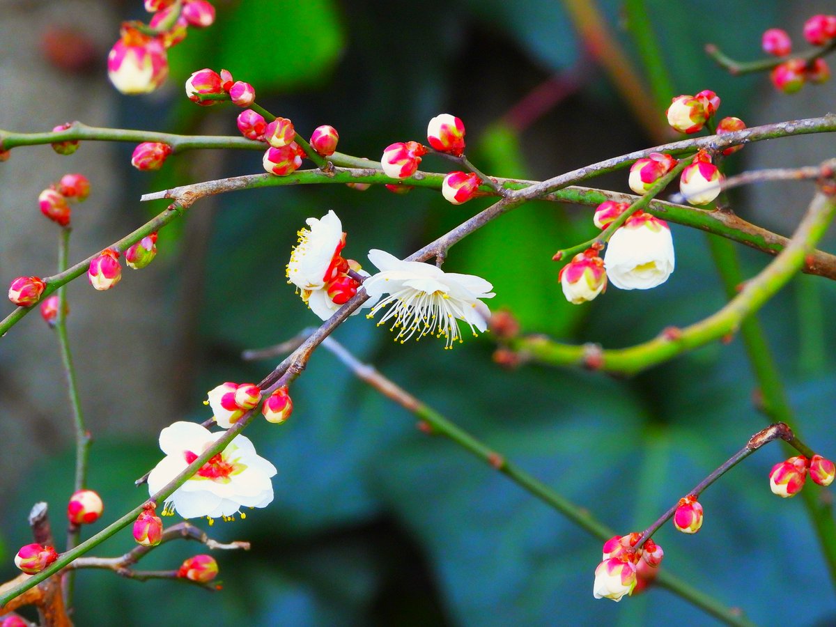 松下輝志 (@tougekisiryu) / Posts / X