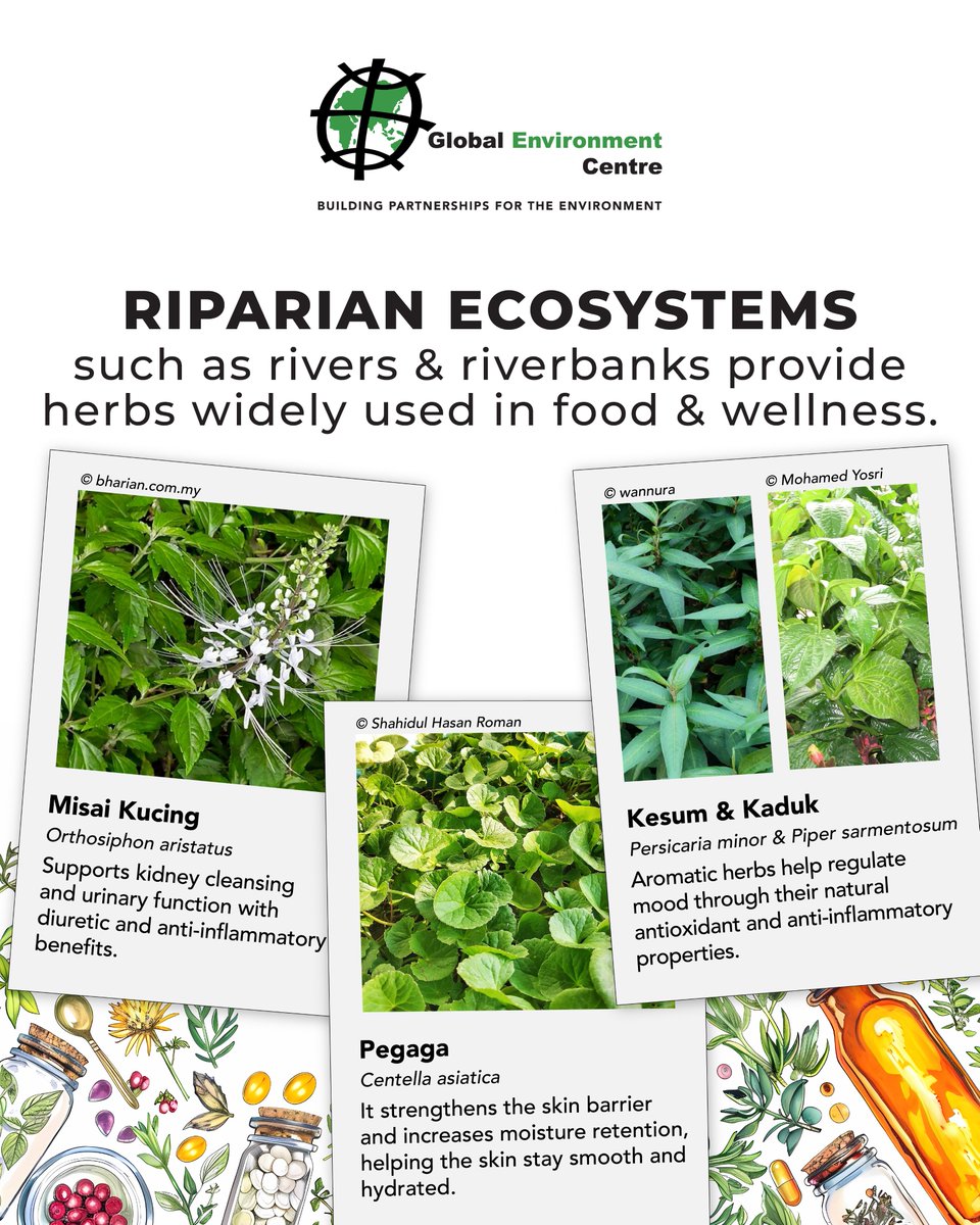 Global Environment Centre tweet media