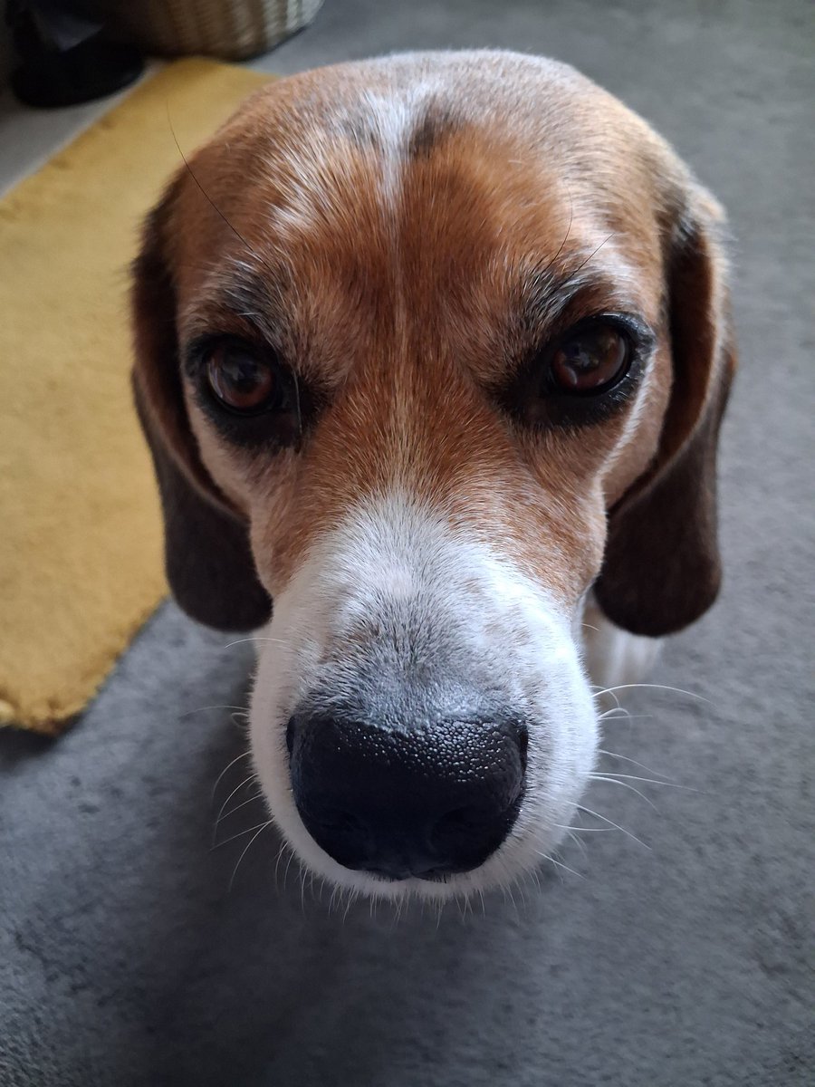 MrPercy Beagle tweet media
