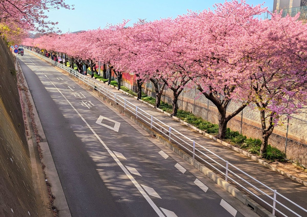 先日、機会がありまして三浦海岸へ
河津桜が良い時期でした🌸