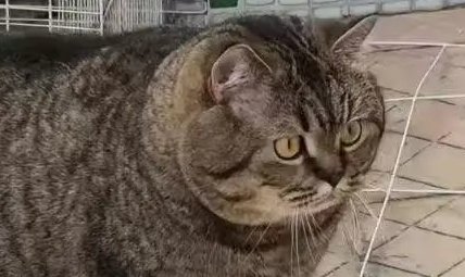 vx-underground tweet media