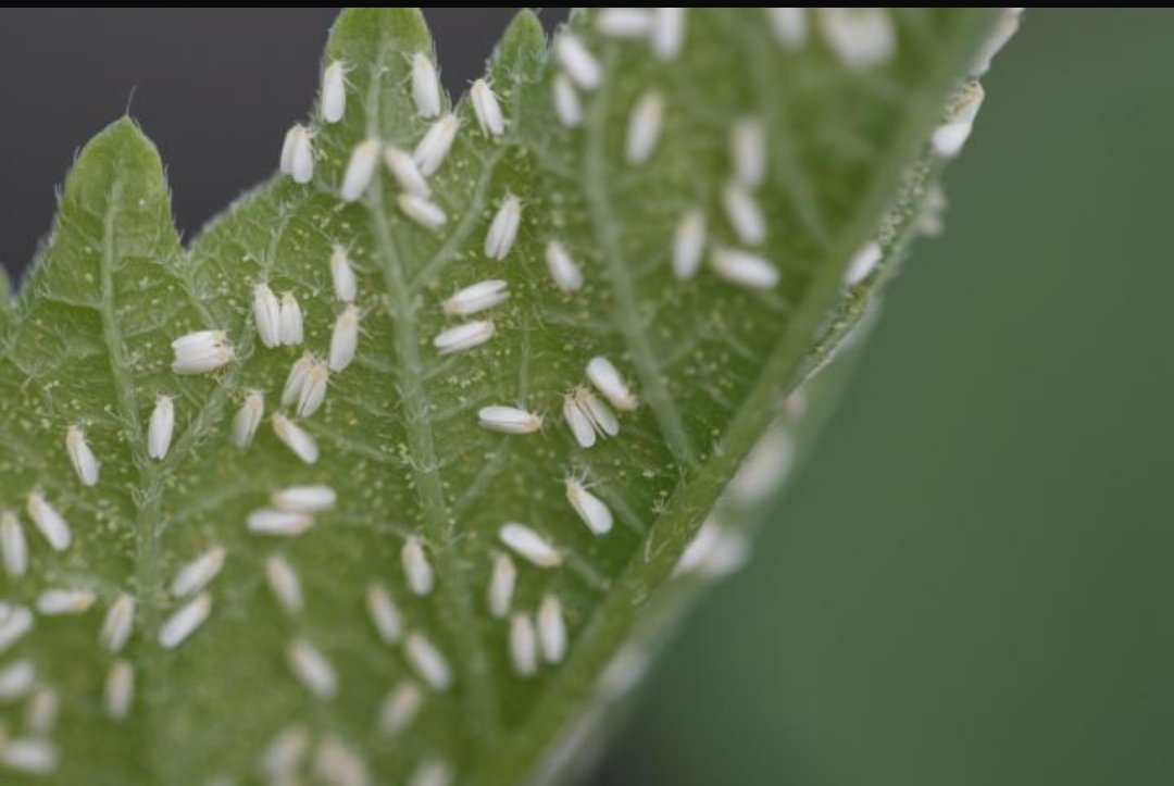 Whiteflies:  (tiny white) winged insects clustered on the underside of leaves 
They fly up in clouds when disturbed; often cause yellowing and sticky honeydew.