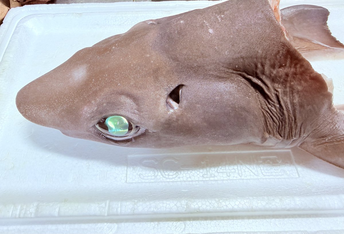 募集】 頭骨標本用のタロウザメ頭部欲しい方いますか？ 希望の方